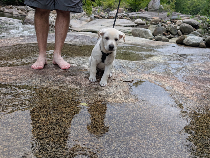 chinook dog